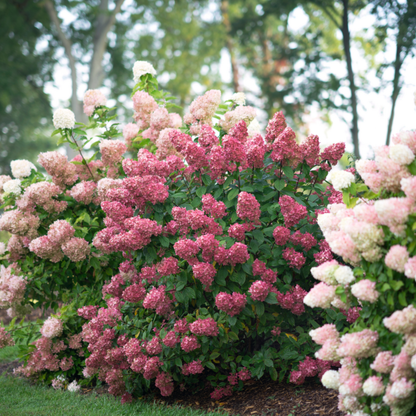 Fire Light® Panicle Hydrangea (paniculata)