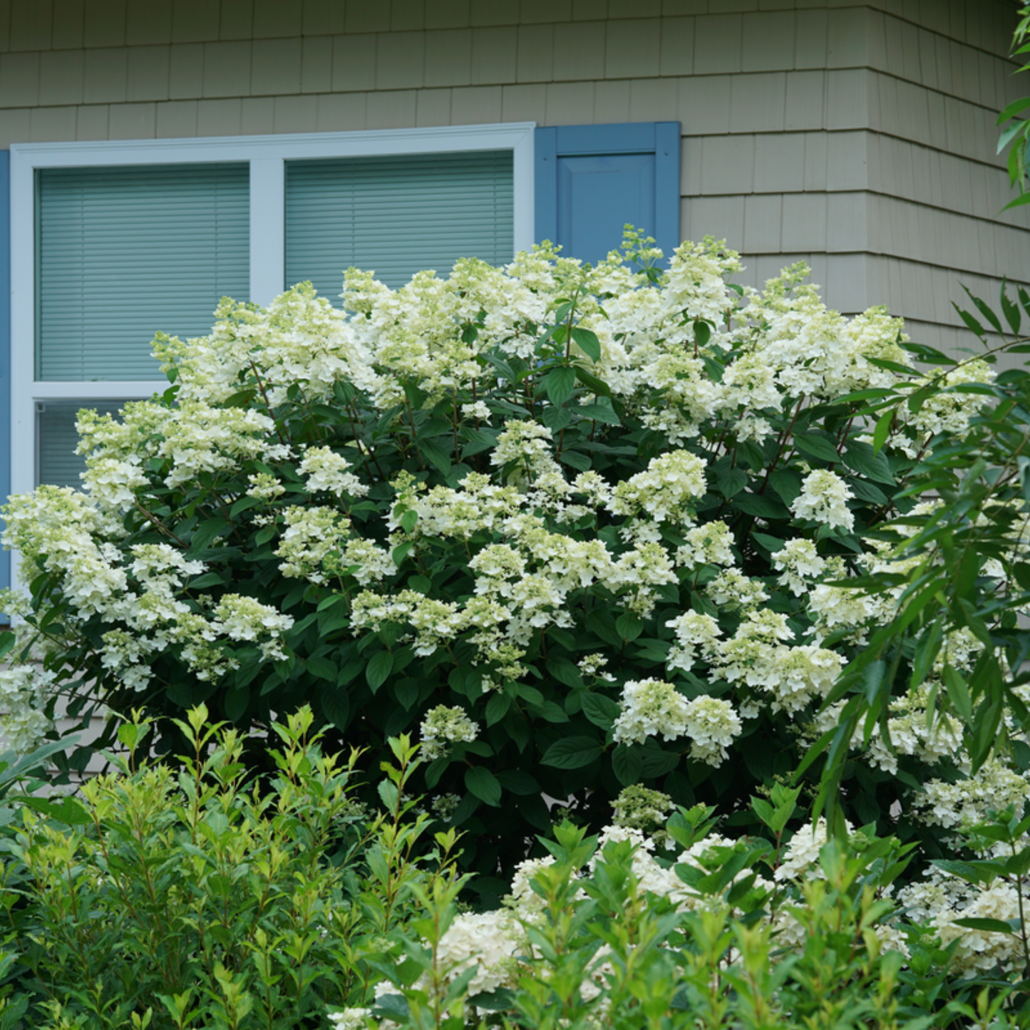 Fire Light® Panicle Hydrangea (paniculata)