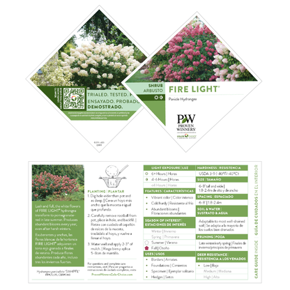 Fire Light® Panicle Hydrangea (paniculata)