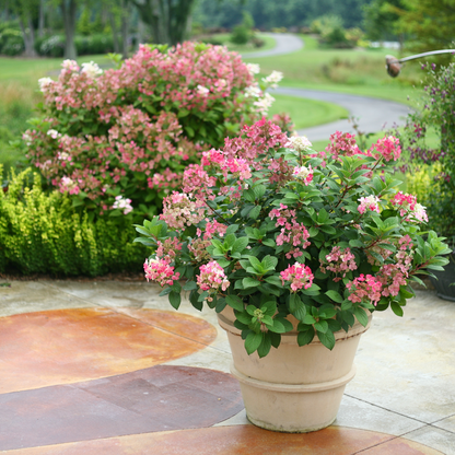 Little Quick Fire Little Quick Fire Panicle Hydrangea in use.