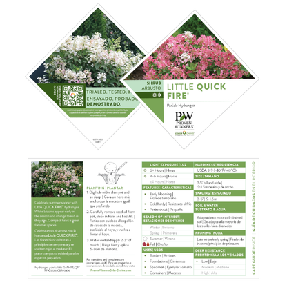 Little Quick Fire® Panicle Hydrangea (paniculata)