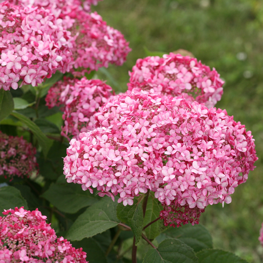 Invincibelle® Spirit II Smooth Hydrangea (arborescens)