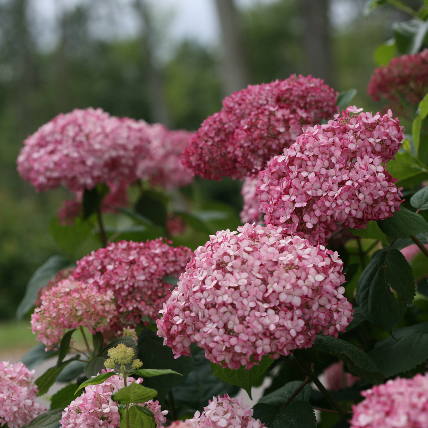 Invincibelle® Spirit II Smooth Hydrangea (arborescens)