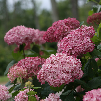 Invincibelle® Spirit II Smooth Hydrangea (arborescens)