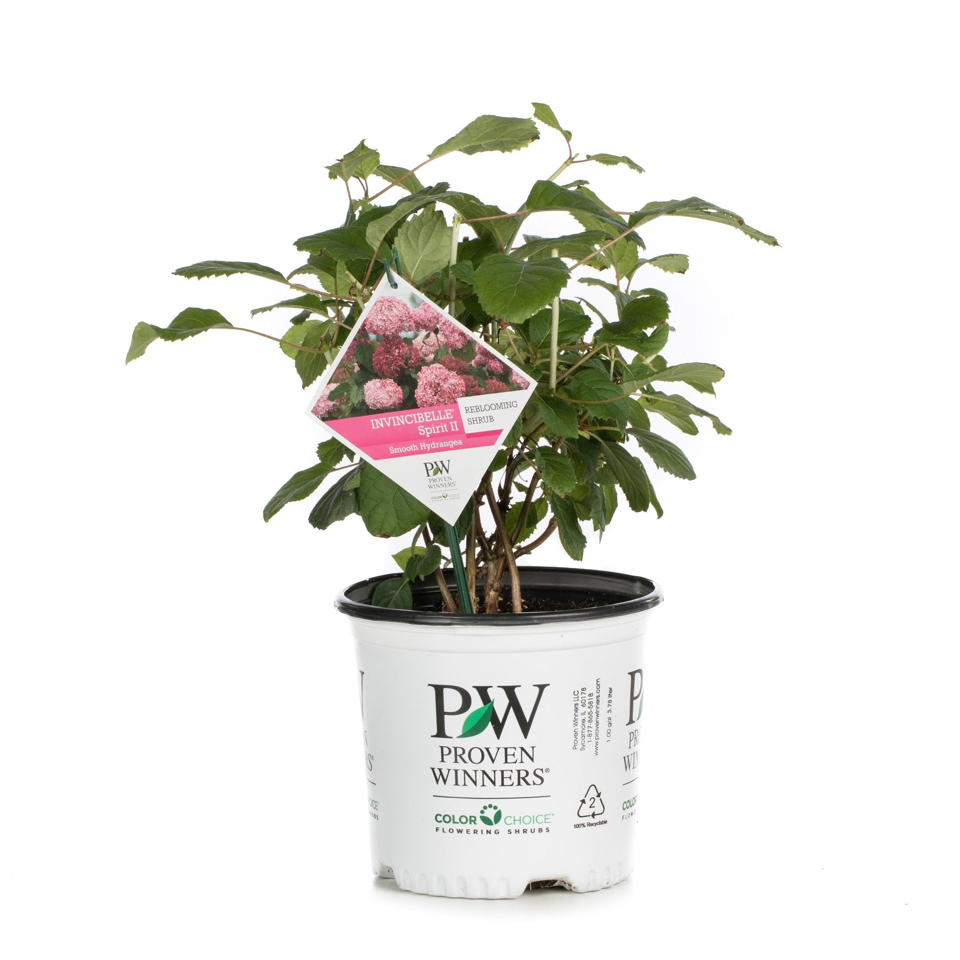 Invincibelle Spirit II Smooth Hydrangea in container.