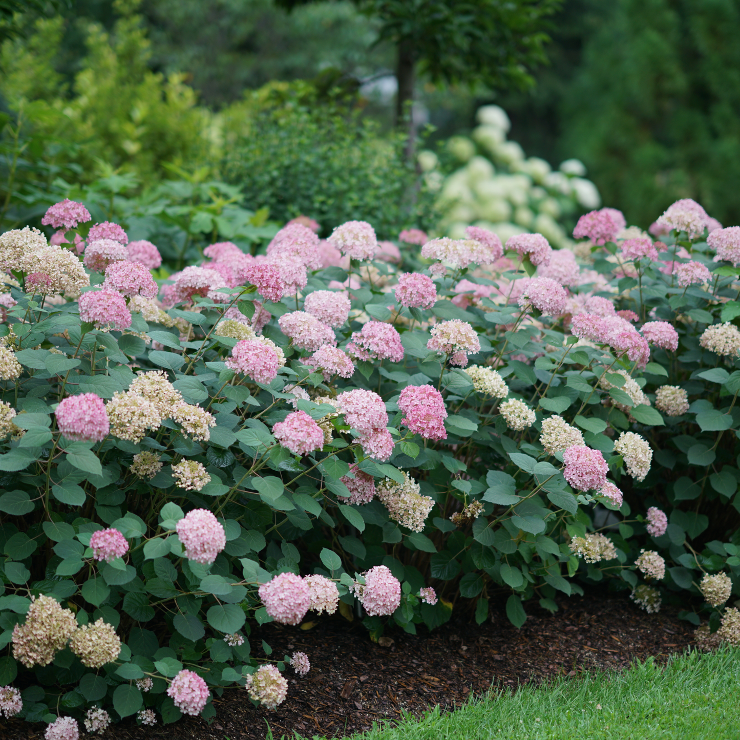Invincibelle® Spirit II Smooth Hydrangea (arborescens)