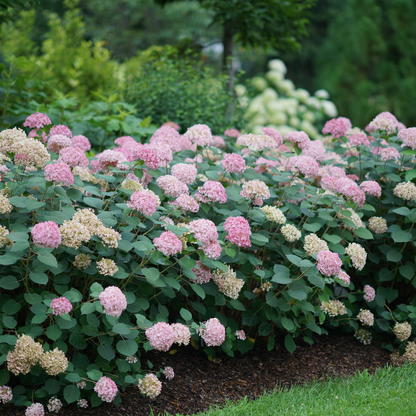 Invincibelle® Spirit II Smooth Hydrangea (arborescens)