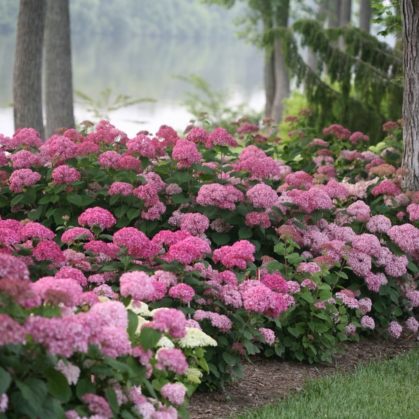 Invincibelle® Spirit II Smooth Hydrangea (arborescens)
