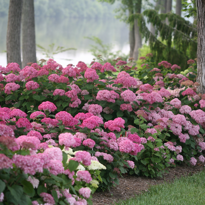 Invincibelle® Spirit II Smooth Hydrangea (arborescens)