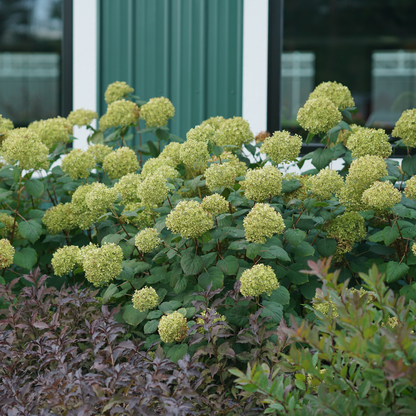 Invincibelle® Spirit II Smooth Hydrangea (arborescens)