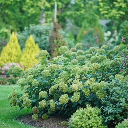 Invincibelle® Spirit II Smooth Hydrangea (arborescens)