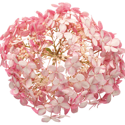 Invincibelle® Spirit II Smooth Hydrangea (Hydrangea arborescens)