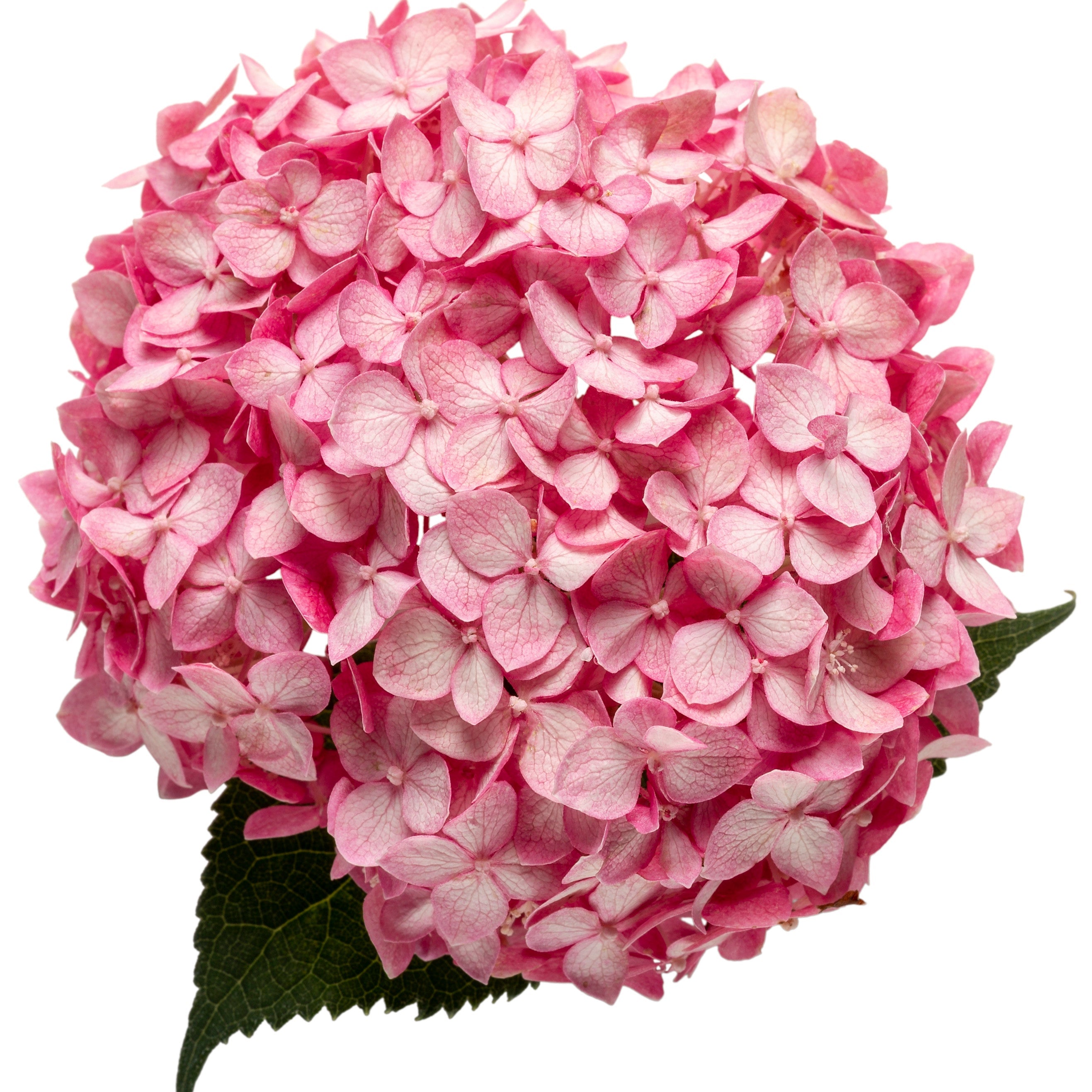 Invincibelle Spirit II Smooth Hydrangea