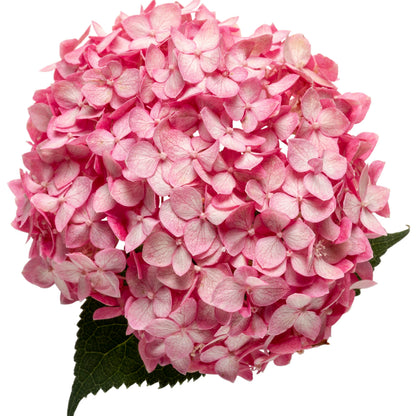 Invincibelle® Spirit II Smooth Hydrangea (arborescens)