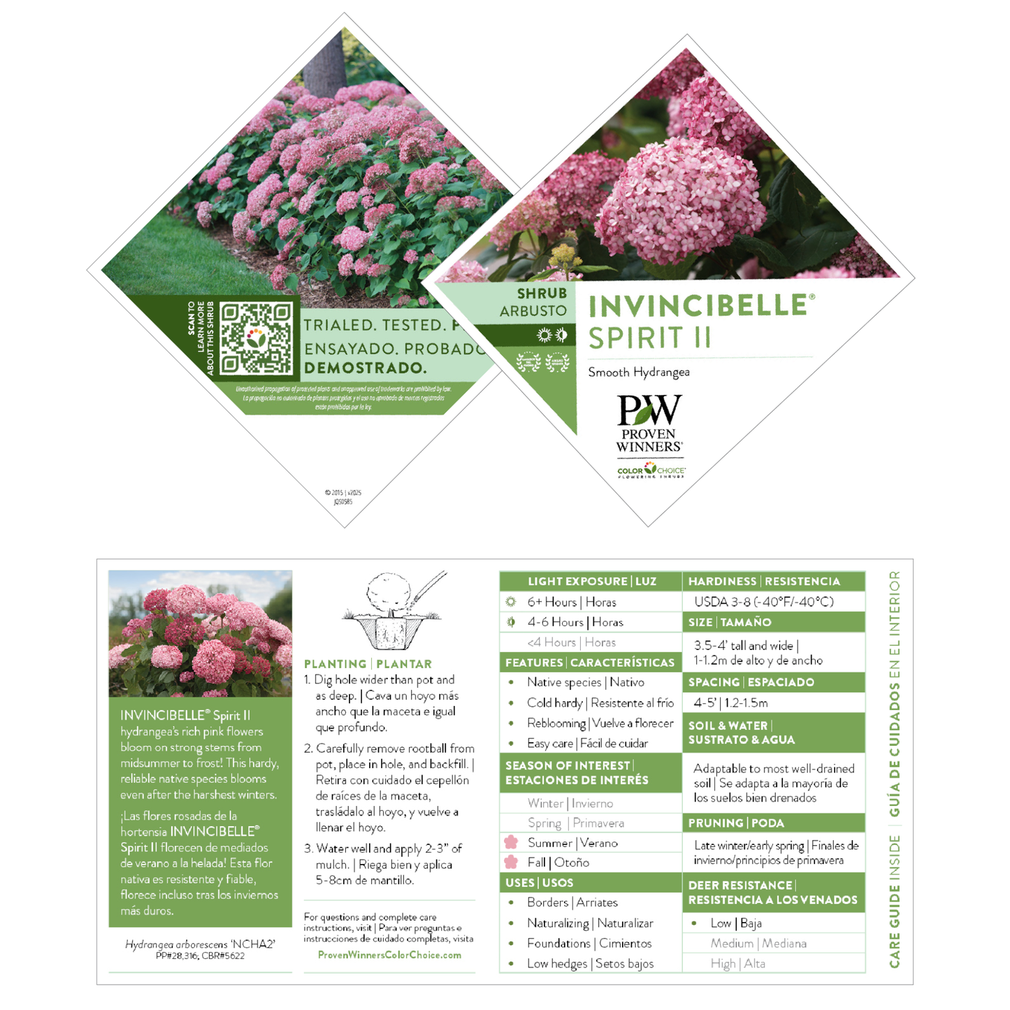 Invincibelle® Spirit II Smooth Hydrangea (arborescens)