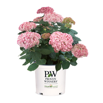 Invincibelle® Spirit II Smooth Hydrangea (arborescens)