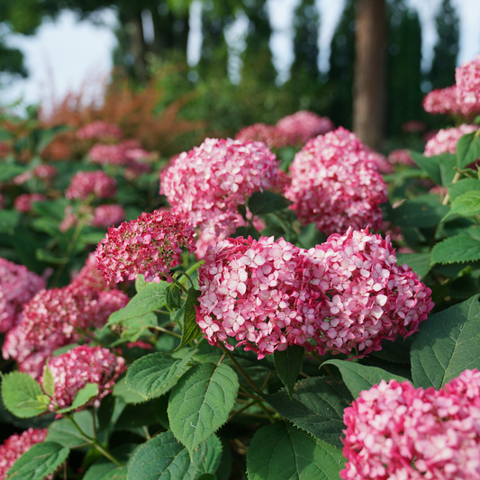 Invincibelle® Ruby Smooth Hydrangea (arborescens)