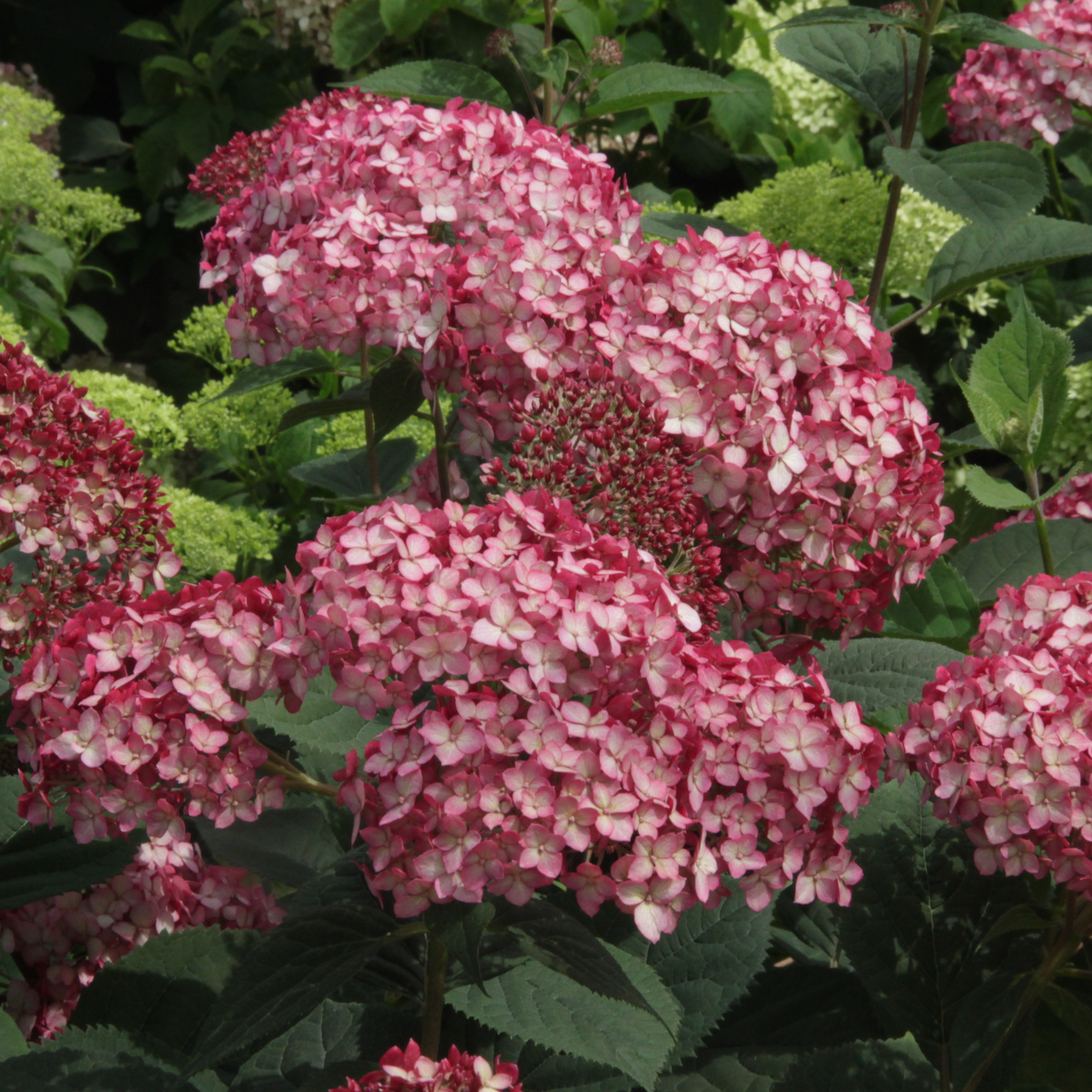 Invincibelle® Ruby Smooth Hydrangea (arborescens)