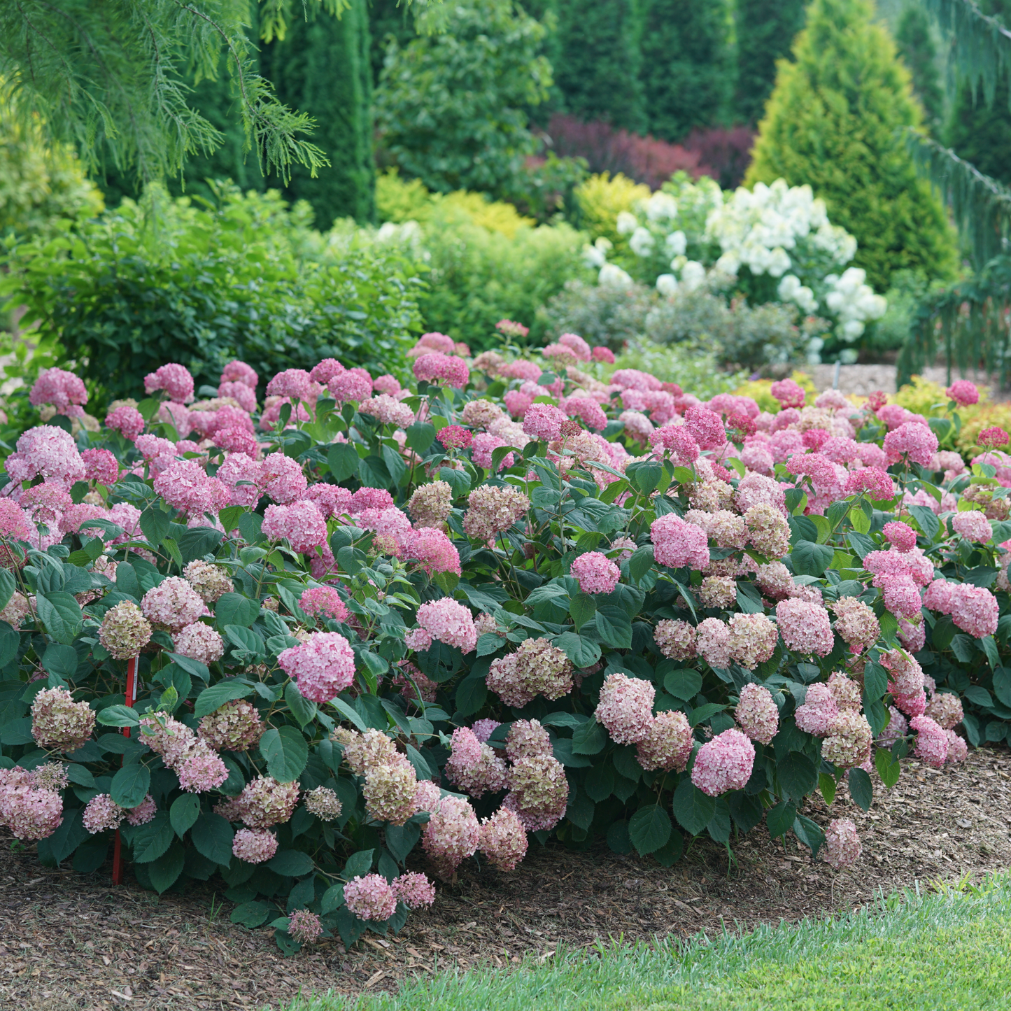 Invincibelle® Ruby Smooth Hydrangea (arborescens)