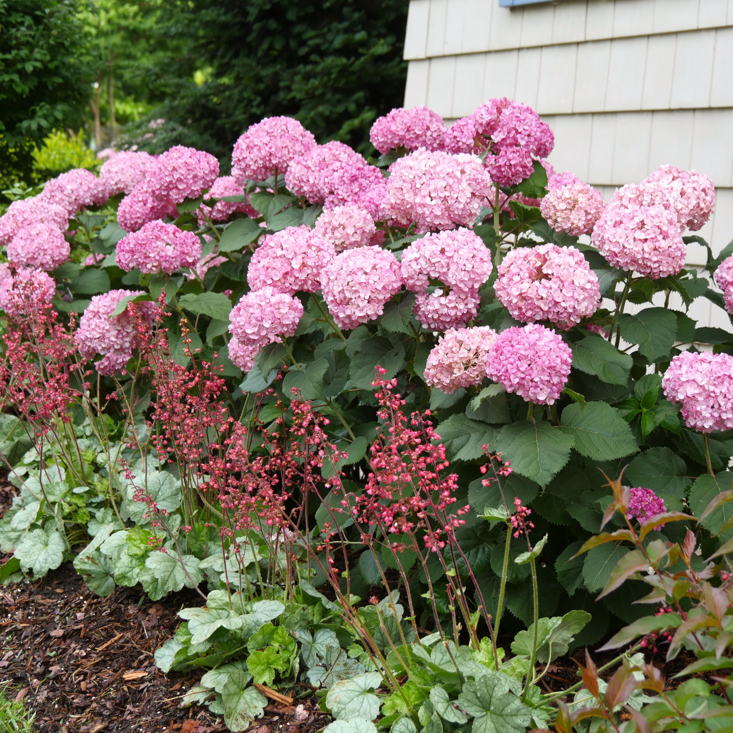 Invincibelle® Ruby Smooth Hydrangea (arborescens)