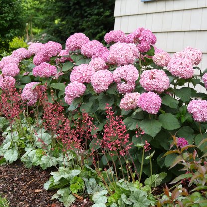 Invincibelle® Ruby Smooth Hydrangea (arborescens)