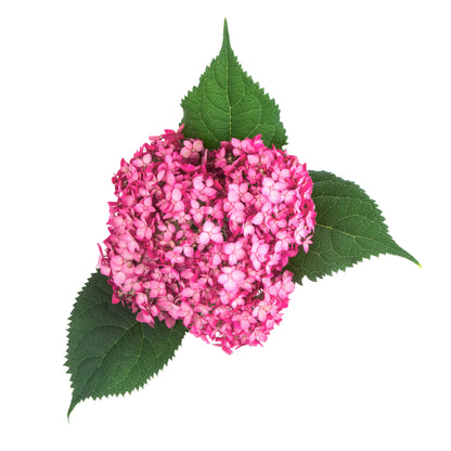 Invincibelle® Ruby Smooth Hydrangea (arborescens)