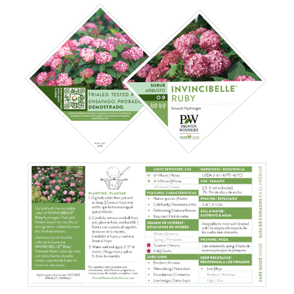 Invincibelle® Ruby Smooth Hydrangea (arborescens)