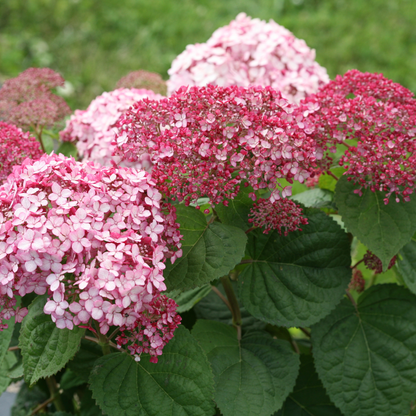 Incrediball® Blush Smooth Hydrangea (arborescens)