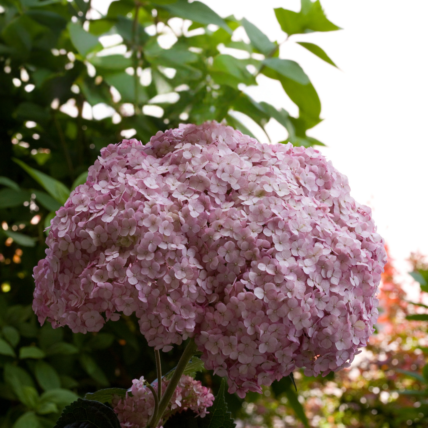 Incrediball® Blush Smooth Hydrangea (arborescens)