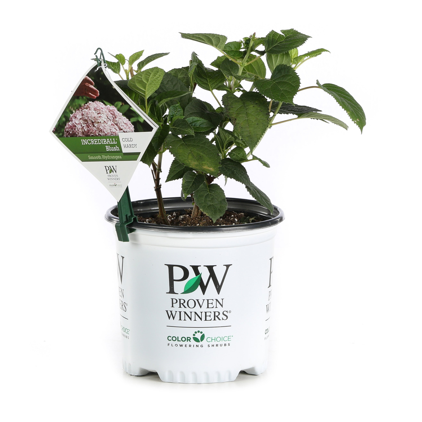 Incrediball® Blush Smooth Hydrangea (arborescens)