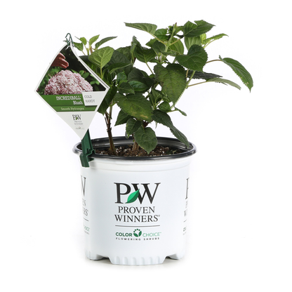 Incrediball® Blush Smooth Hydrangea (arborescens)