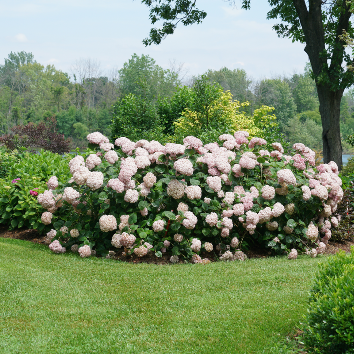 Incrediball® Blush Smooth Hydrangea (arborescens)