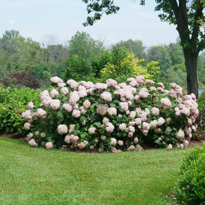 Incrediball® Blush Smooth Hydrangea (arborescens)