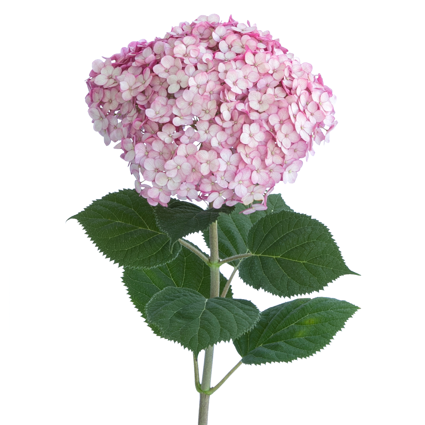 Incrediball® Blush Smooth Hydrangea (arborescens)