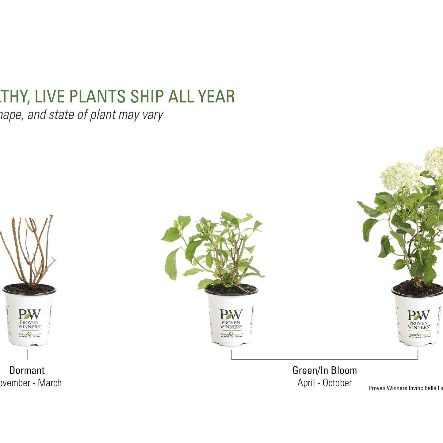 Invincibelle Limetta® Smooth Hydrangea (arborescens)