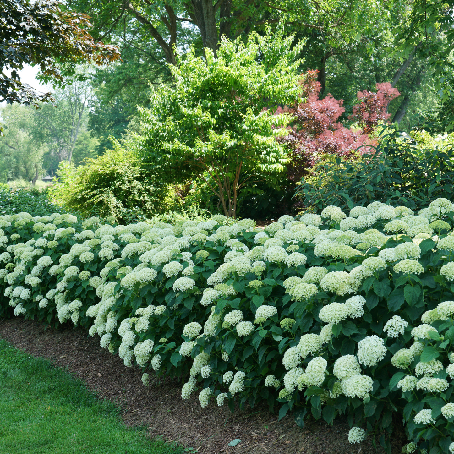 Invincibelle Limetta® Smooth Hydrangea (arborescens)