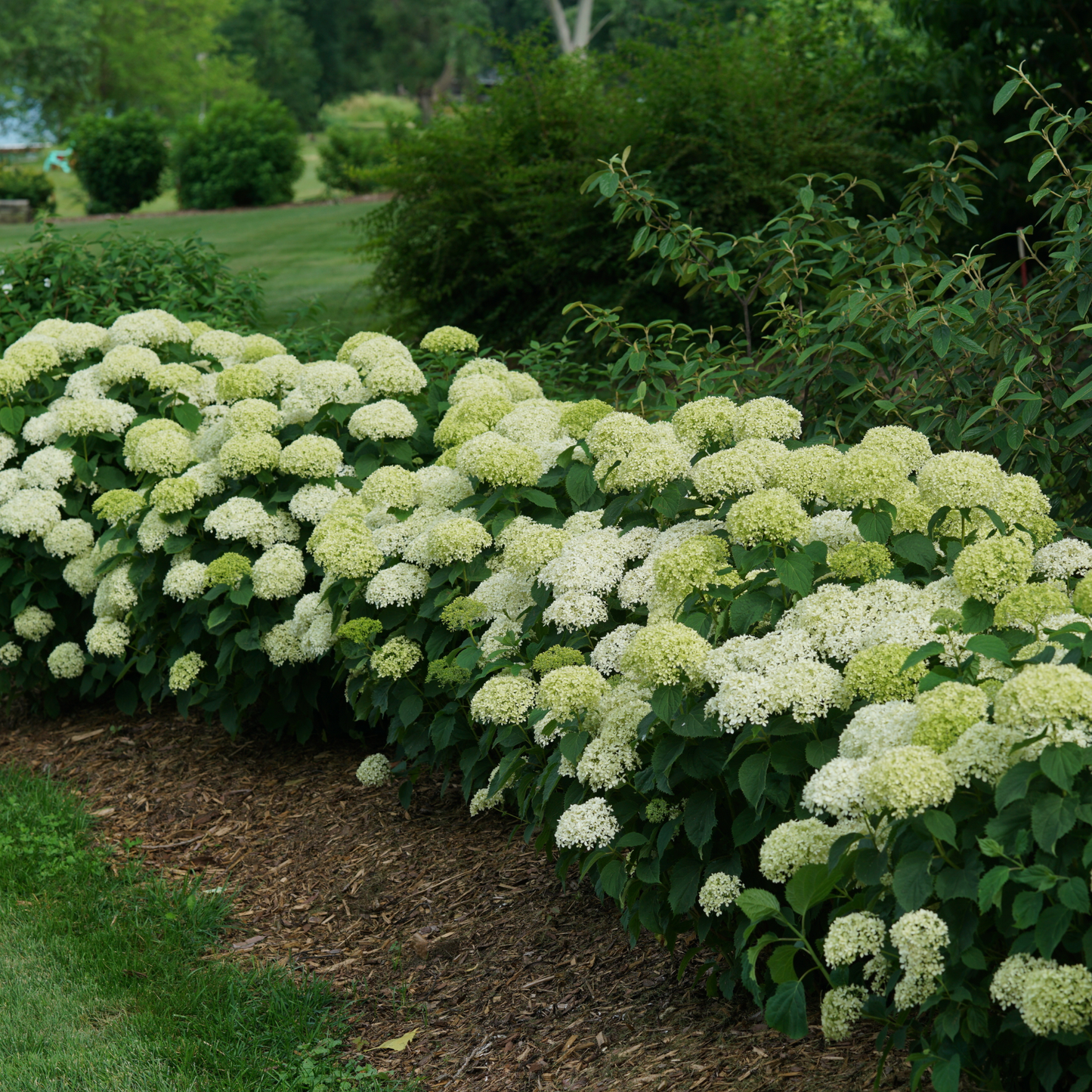 Invincibelle Limetta® Smooth Hydrangea (arborescens)