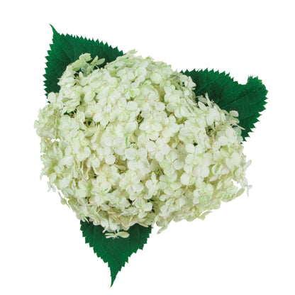 Invincibelle Limetta® Smooth Hydrangea (arborescens)