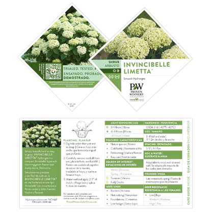 Invincibelle Limetta® Smooth Hydrangea (arborescens)