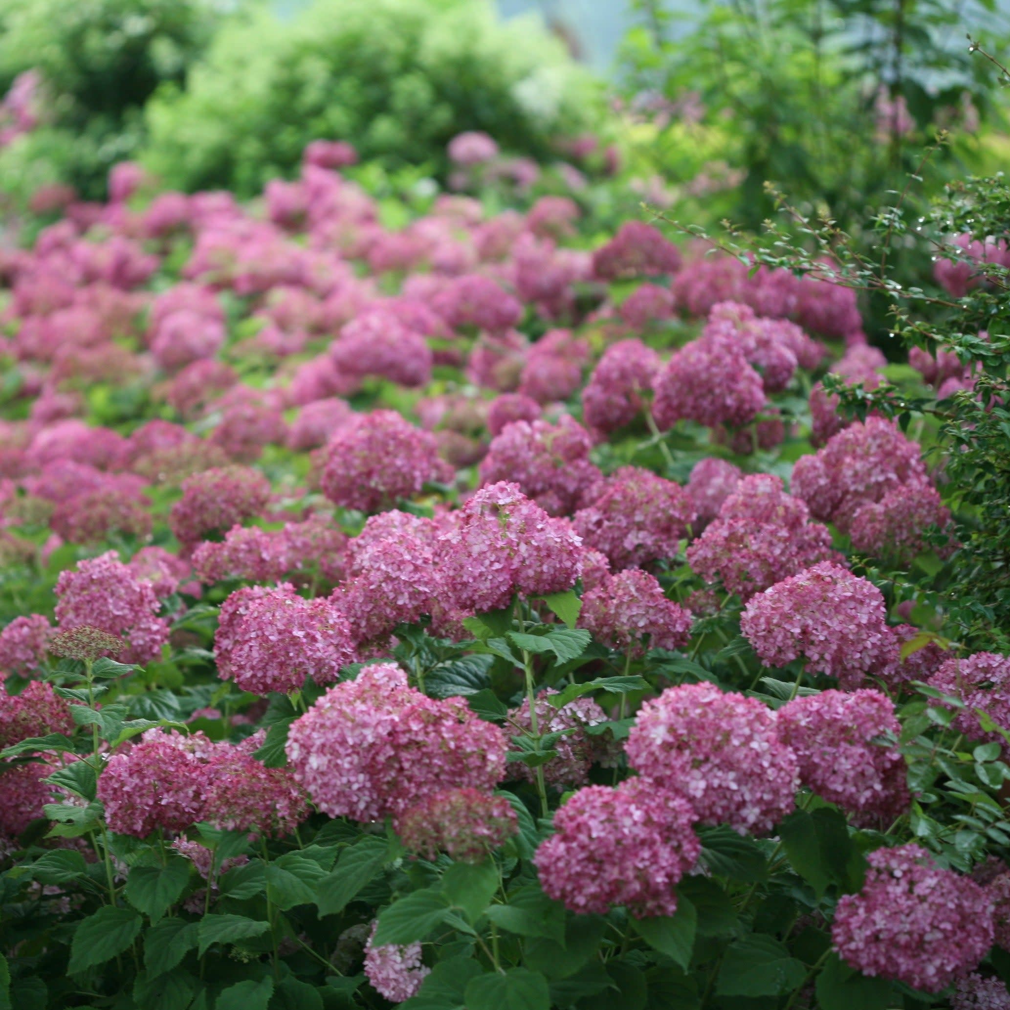 Smooth Hydrangea | Invincibelle Mini Mauvette® | Proven Winners® Shrubs ...