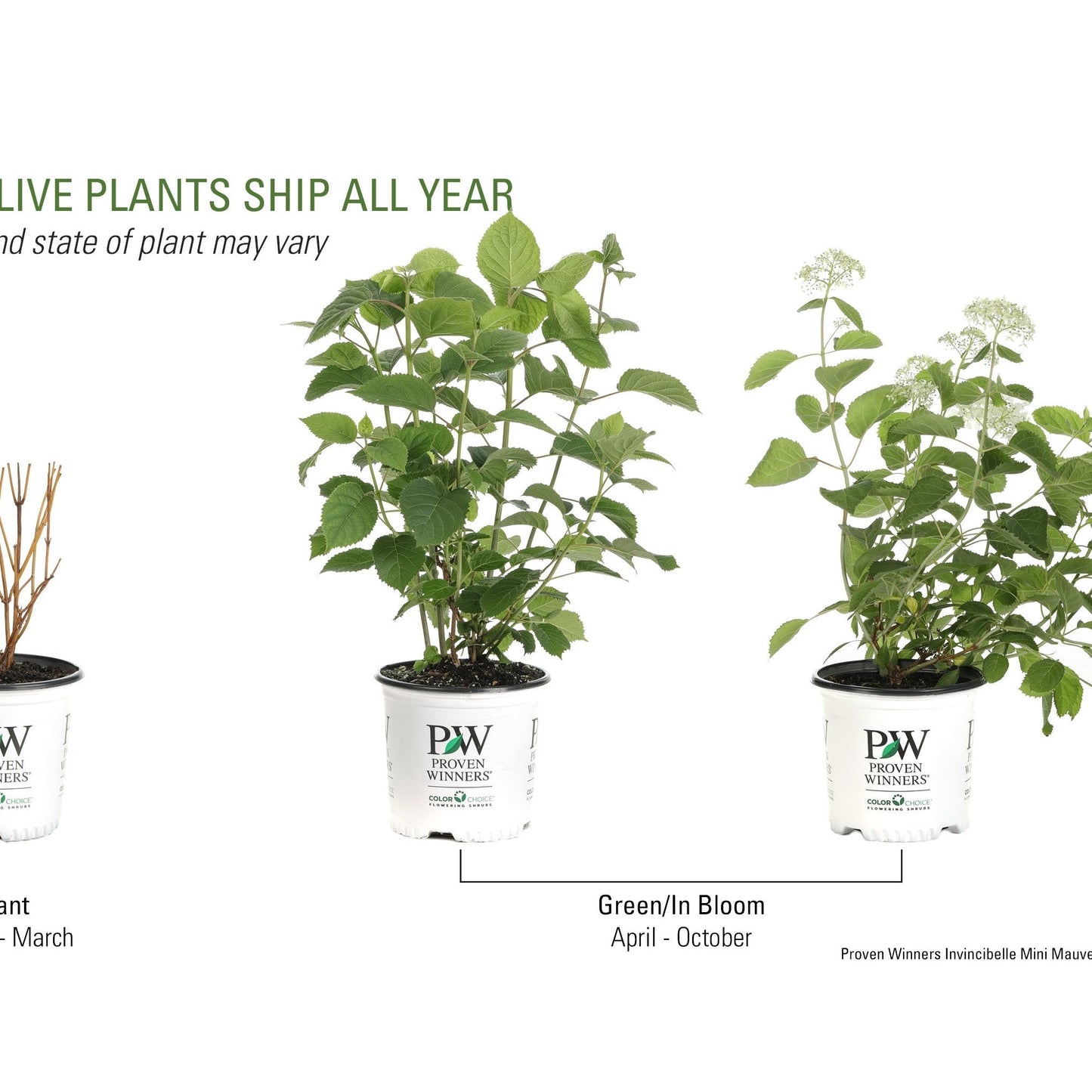Invincibelle Mini Mauvette® Smooth Hydrangea (arborescens)