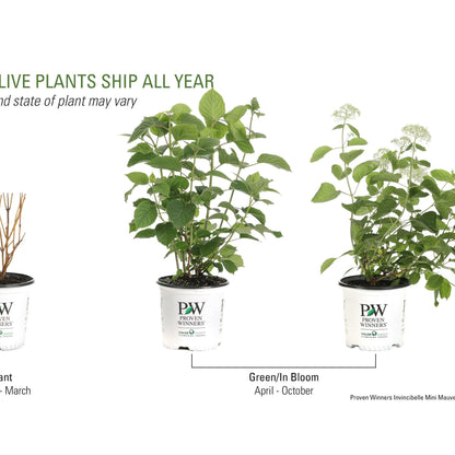 Invincibelle Mini Mauvette® Smooth Hydrangea (arborescens)