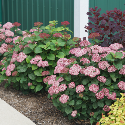 Invincibelle Mini Mauvette® Smooth Hydrangea (arborescens)