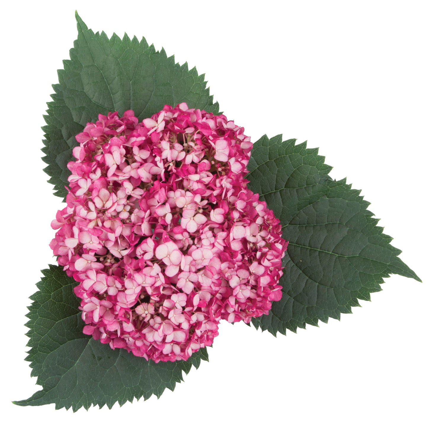 Invincibelle Mini Mauvette® Smooth Hydrangea (arborescens)