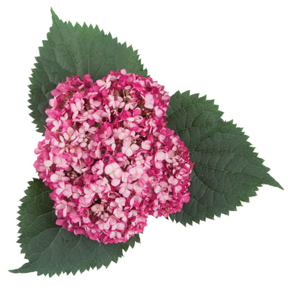 Invincibelle Mini Mauvette® Smooth Hydrangea (arborescens)