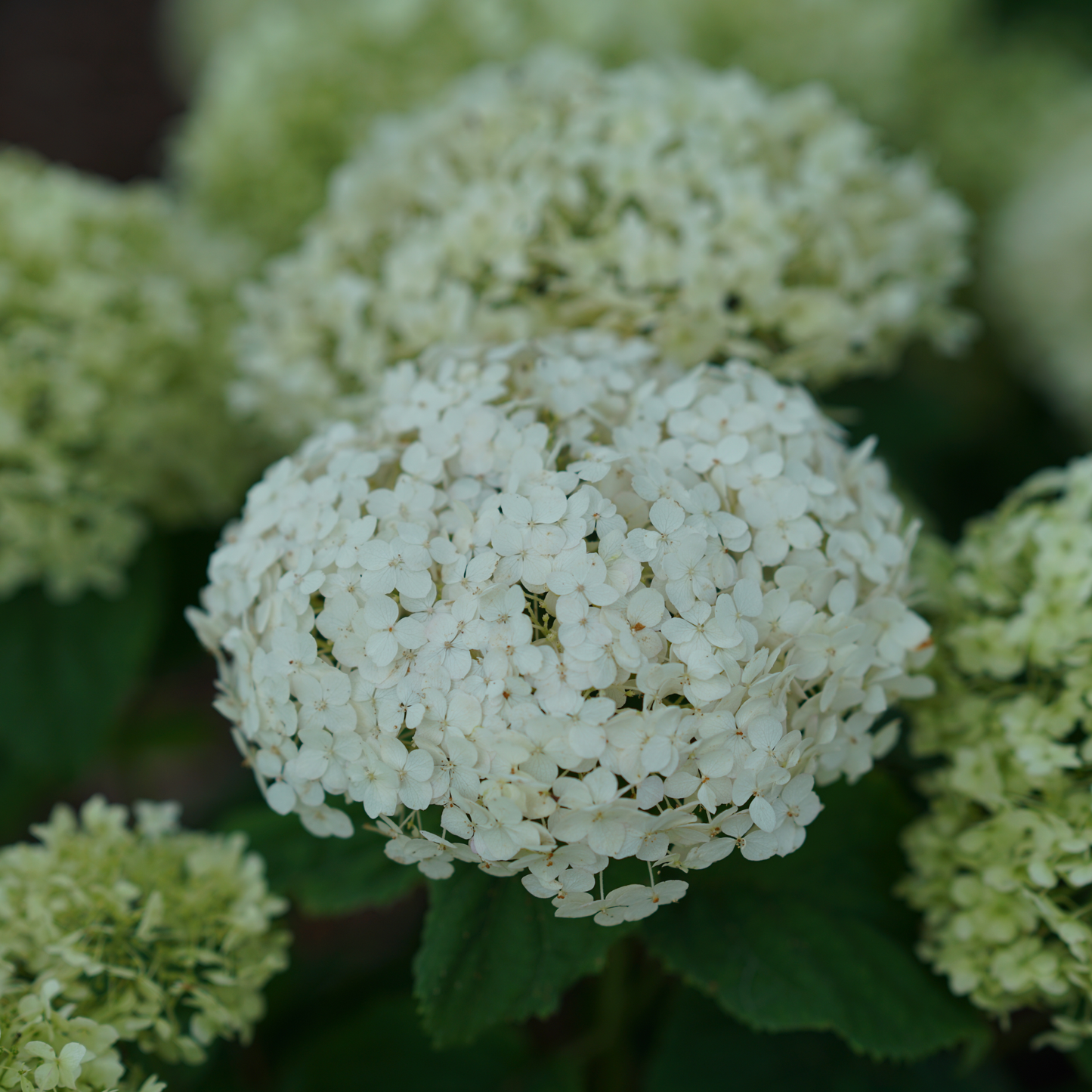 Invincibelle Wee White® Smooth Hydrangea (arborescens)