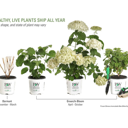 Invincibelle Wee White® Smooth Hydrangea (arborescens)