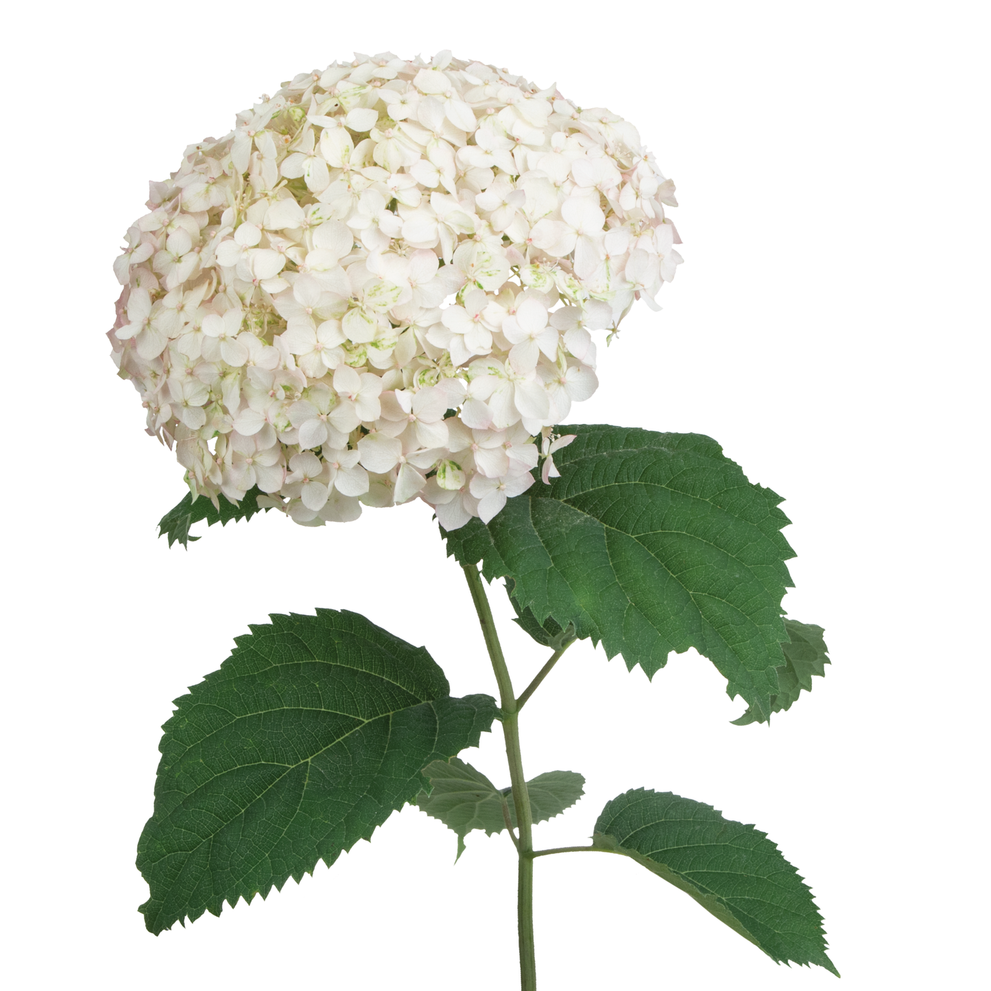 Invincibelle Wee White® Smooth Hydrangea (arborescens)