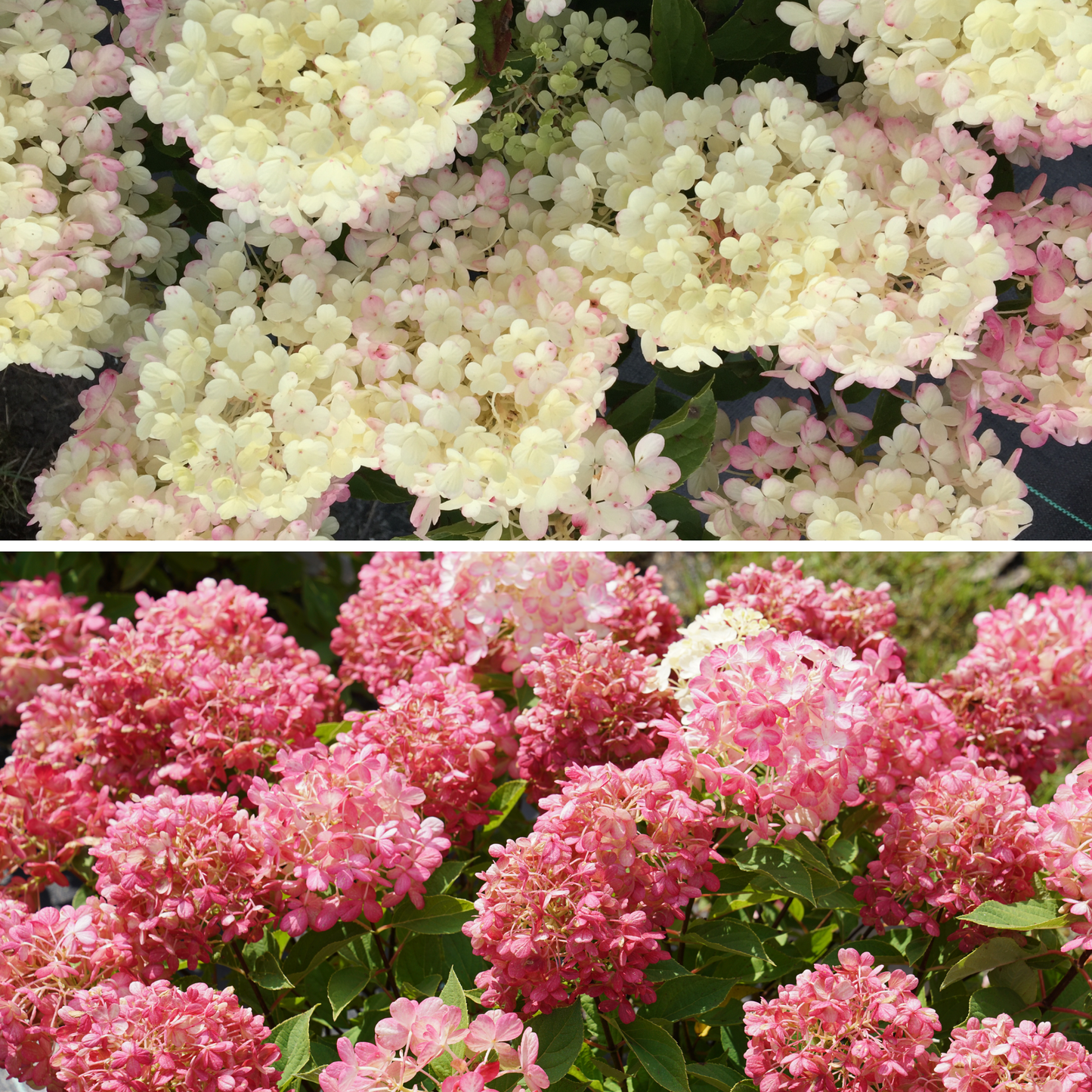 Fire Light Tidbit® Panicle Hydrangea (paniculata)