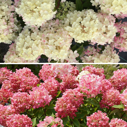 Fire Light Tidbit® Panicle Hydrangea (paniculata)